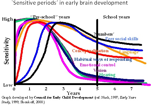 sensitive periods in brain development
