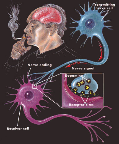 Graphic representing the neurons and neurotransmitters impacted by nicotine