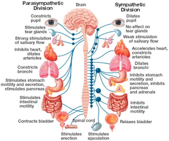 Picture portrays the organization of the Autonomic Nervous System