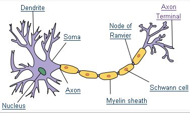 Graphic picture of a neuron with each part labeled.