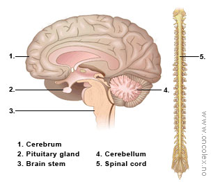 picture of brain and spinal cord